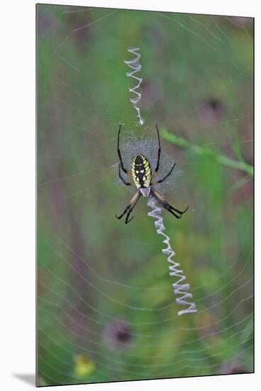 Spider Weaving Web-Gary Carter-Mounted Premium Photographic Print