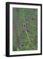 Spider Weaving Web-Gary Carter-Framed Photographic Print