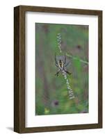 Spider Weaving Web-Gary Carter-Framed Photographic Print