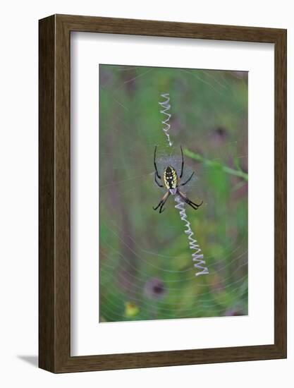 Spider Weaving Web-Gary Carter-Framed Photographic Print