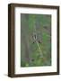 Spider Weaving Web-Gary Carter-Framed Photographic Print