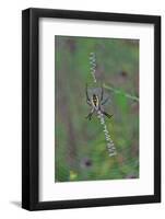 Spider Weaving Web-Gary Carter-Framed Photographic Print