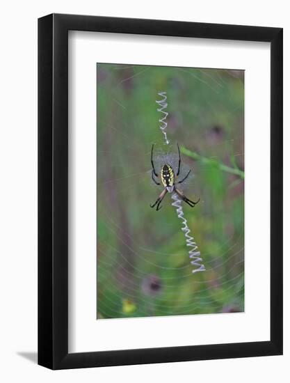 Spider Weaving Web-Gary Carter-Framed Photographic Print