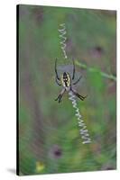 Spider Weaving Web-Gary Carter-Stretched Canvas