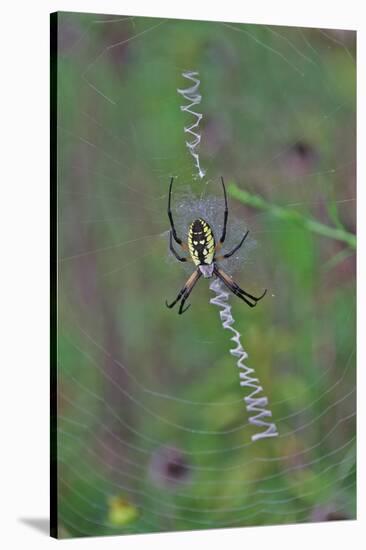 Spider Weaving Web-Gary Carter-Stretched Canvas