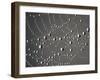 Spider Web and Dew Drops, National Bison Range, Montana, USA-Darrell Gulin-Framed Premium Photographic Print