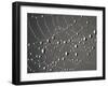 Spider Web and Dew Drops, National Bison Range, Montana, USA-Darrell Gulin-Framed Premium Photographic Print