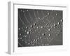 Spider Web and Dew Drops, National Bison Range, Montana, USA-Darrell Gulin-Framed Premium Photographic Print