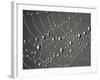 Spider Web and Dew Drops, National Bison Range, Montana, USA-Darrell Gulin-Framed Photographic Print