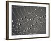 Spider Web and Dew Drops, National Bison Range, Montana, USA-Darrell Gulin-Framed Photographic Print