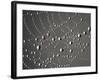 Spider Web and Dew Drops, National Bison Range, Montana, USA-Darrell Gulin-Framed Photographic Print