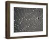 Spider Web and Dew Drops, National Bison Range, Montana, USA-Darrell Gulin-Framed Photographic Print