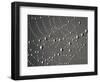 Spider Web and Dew Drops, National Bison Range, Montana, USA-Darrell Gulin-Framed Photographic Print