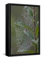 Spider Web and Leaves Soaked with Early Morning Dew in Meaadow, North Guilford-Lynn M^ Stone-Framed Stretched Canvas