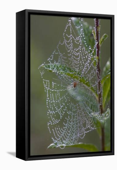 Spider Web and Leaves Soaked with Early Morning Dew in Meaadow, North Guilford-Lynn M^ Stone-Framed Stretched Canvas