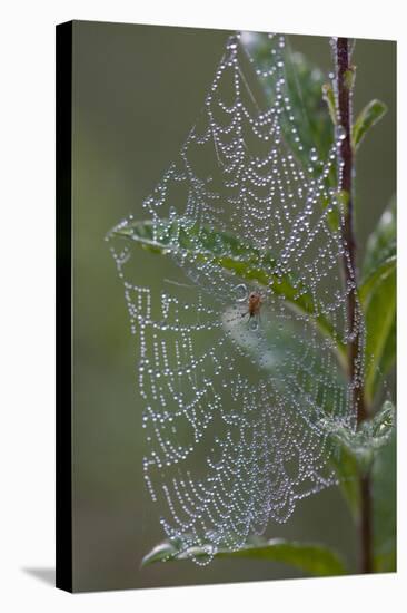 Spider Web and Leaves Soaked with Early Morning Dew in Meaadow, North Guilford-Lynn M^ Stone-Stretched Canvas