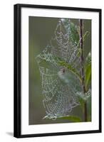 Spider Web and Leaves Soaked with Early Morning Dew in Meaadow, North Guilford-Lynn M^ Stone-Framed Photographic Print