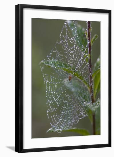 Spider Web and Leaves Soaked with Early Morning Dew in Meaadow, North Guilford-Lynn M^ Stone-Framed Photographic Print