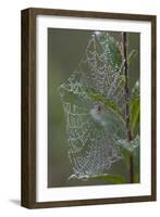 Spider Web and Leaves Soaked with Early Morning Dew in Meaadow, North Guilford-Lynn M^ Stone-Framed Photographic Print