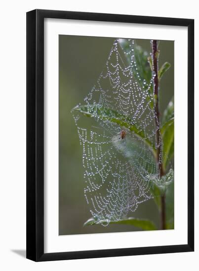 Spider Web and Leaves Soaked with Early Morning Dew in Meaadow, North Guilford-Lynn M^ Stone-Framed Photographic Print