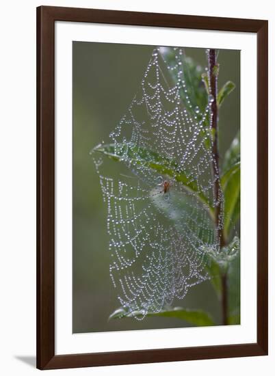 Spider Web and Leaves Soaked with Early Morning Dew in Meaadow, North Guilford-Lynn M^ Stone-Framed Photographic Print