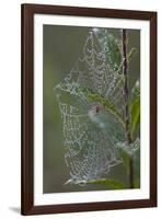 Spider Web and Leaves Soaked with Early Morning Dew in Meaadow, North Guilford-Lynn M^ Stone-Framed Photographic Print