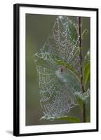 Spider Web and Leaves Soaked with Early Morning Dew in Meaadow, North Guilford-Lynn M^ Stone-Framed Photographic Print