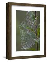 Spider Web and Leaves Soaked with Early Morning Dew in Meaadow, North Guilford-Lynn M^ Stone-Framed Photographic Print