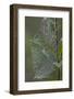 Spider Web and Leaves Soaked with Early Morning Dew in Meaadow, North Guilford-Lynn M^ Stone-Framed Photographic Print