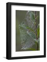 Spider Web and Leaves Soaked with Early Morning Dew in Meaadow, North Guilford-Lynn M^ Stone-Framed Photographic Print