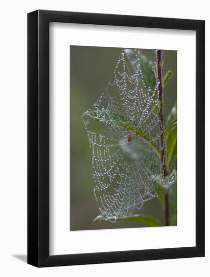 Spider Web and Leaves Soaked with Early Morning Dew in Meaadow, North Guilford-Lynn M^ Stone-Framed Photographic Print