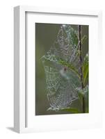 Spider Web and Leaves Soaked with Early Morning Dew in Meaadow, North Guilford-Lynn M^ Stone-Framed Photographic Print