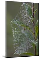 Spider Web and Leaves Soaked with Early Morning Dew in Meaadow, North Guilford-Lynn M^ Stone-Mounted Photographic Print
