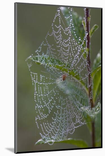 Spider Web and Leaves Soaked with Early Morning Dew in Meaadow, North Guilford-Lynn M^ Stone-Mounted Photographic Print