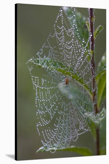 Spider Web and Leaves Soaked with Early Morning Dew in Meaadow, North Guilford-Lynn M^ Stone-Stretched Canvas