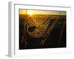 Spider Web at Sunrise, Fort Niobrara National Wildlife Refuge, Nebraska, USA-Chuck Haney-Framed Photographic Print
