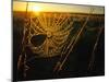 Spider Web at Sunrise, Fort Niobrara National Wildlife Refuge, Nebraska, USA-Chuck Haney-Mounted Photographic Print