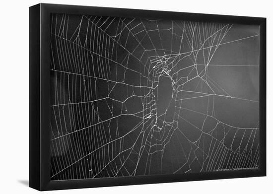 Spider Web b/w-null-Framed Poster