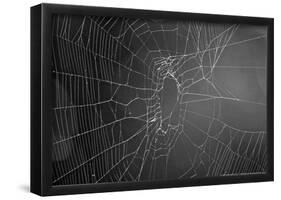 Spider Web b/w-null-Framed Poster