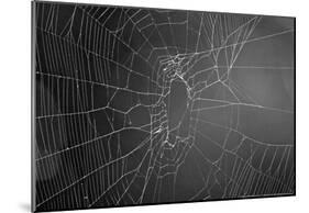 Spider Web b/w-null-Mounted Poster