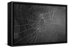 Spider Web b/w-null-Framed Stretched Canvas