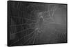 Spider Web b/w-null-Framed Stretched Canvas