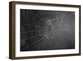 Spider Web b/w-null-Framed Photo