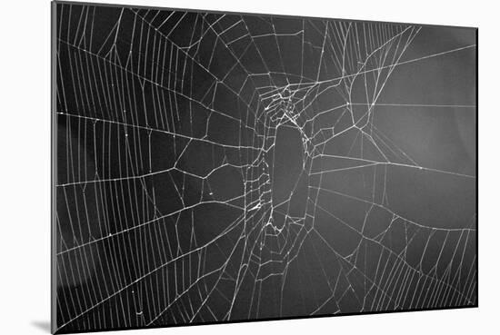 Spider Web b/w-null-Mounted Photo