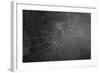 Spider Web b/w-null-Framed Photo