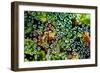 Spider Web Dew I-Erin Berzel-Framed Art Print