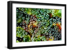 Spider Web Dew I-Erin Berzel-Framed Art Print