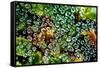 Spider Web Dew I-Erin Berzel-Framed Stretched Canvas