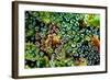 Spider Web Dew I-Erin Berzel-Framed Art Print