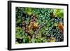 Spider Web Dew I-Erin Berzel-Framed Art Print